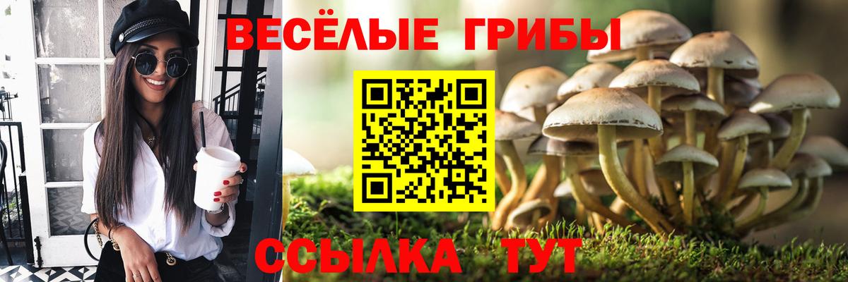 Псилоцибиновые грибы мицелий Мыски